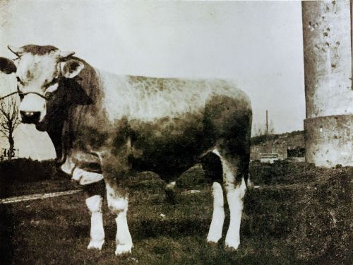 L’azienda agricola alla fine della seconda guerra mondiale - Manicomio di Volterra L’azienda agricola alla fine della seconda guerra mondiale